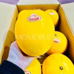 Japanese Ibaraki Kinsho Melon on hand