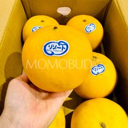 Japanese Kumamoto Resort Melon on hand