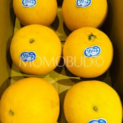 Japanese Kumamoto Resort Melons