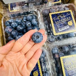 Jumbo Morocco Sapphire Sekoya-Pop Blueberry Jumbo Morocco Sapphire Sekoya-Pop Blueberry