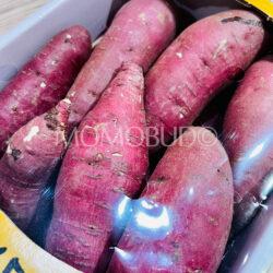 Korean Jo-eom Beni Haruka Yellow Sweet Potatoes