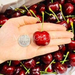 Washington 88Carat Coral Red Cherries 8.5 row size comparison