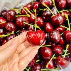Washington 88Carat Coral Red Cherry 8.5 row