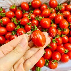 China Xiao Zhu Cherry Tomato