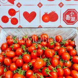 China Xiao Zhu Cherry Tomato Gift Box (1kg)
