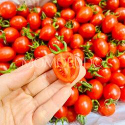 China Xiao Zhu Cherry Tomato cross section