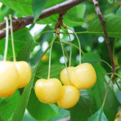 Japanese Gassan Nishiki Sakuranbo (Cherry) Tree