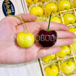Japanese Gassan Nishiki Sakuranbo (Cherry) size comparison with USA Red Cherry 8.5 row