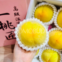 Japanese Ittoushou Kimiko Golden Peach