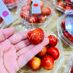 Japanese Yamagata Beniou Sakuranbo (Cherry) Japanese Yamagata Beniou Sakuranbo (Cherry)