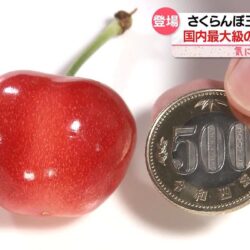 Japanese Yamagata Beniou Sakuranbo (Cherry) size comparison Japanese Yamagata Beniou Sakuranbo (Cherry) size comparison