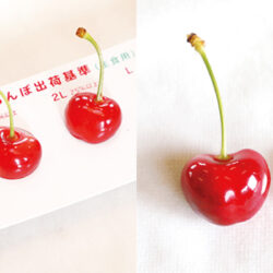 Japanese Yamagata Beniou Sakuranbo (Cherry) size ruler Japanese Yamagata Beniou Sakuranbo (Cherry) size ruler