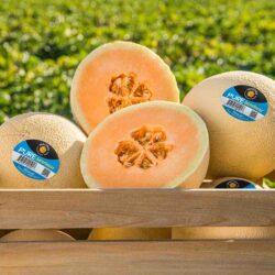 Pure Sweetness™ Melons