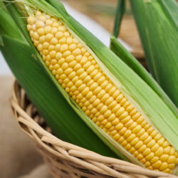 Japanese Gold Rush Corns Japanese Gold Rush Corns