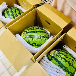 Japanese Gunma Konjiki Raou Golden Watermelon Gift Boxes