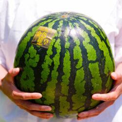 Japanese Gunma Konjiki Raou Golden Watermelon on hand