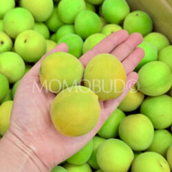 Japanese Shirakaga Ume (Plum) on hand