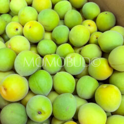 Japanese Shirakaga Ume (Plums)