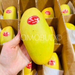 Philiphines My My Mango