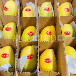 Philiphines My My Mangoes