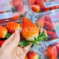 South Africa Toroberry Victory Strawberry