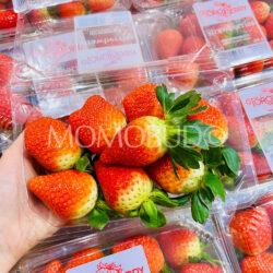 South Africa Toroberry Victory Strawberries 1