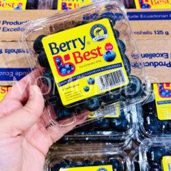 Ecuadorian Jumbo Berry Best® Eureka Blueberry (125g punnets)