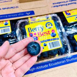 Ecuadorian Jumbo Berry Best® Eureka Blueberry
