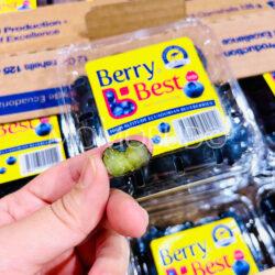 Ecuadorian Jumbo Berry Best® Eureka Blueberry cross section