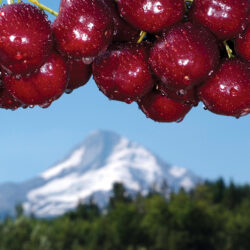 Hood River Cherries