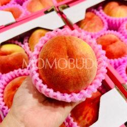 Japanese Aomori Akatsuki White Peach