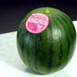 Japanese Pino Girl Watermelon Japanese Pino Girl Watermelon