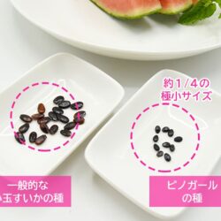 Japanese Pino Girl Watermelon seed comparison Japanese Pino Girl Watermelon seed comparison