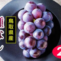 Japanese Tottori Pione Seedless Grapes