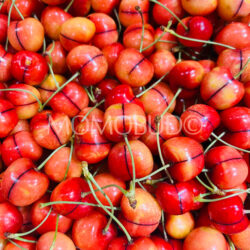 Oregon Hood River Cherry Timberline White Cherries Oregon Hood River Cherry Timberline White Cherries
