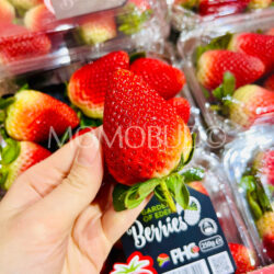 South African Fronteras Strawberry