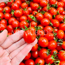 China Linglong Cherry Tomato
