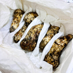China Matsutake Mushrooms China Matsutake Mushrooms