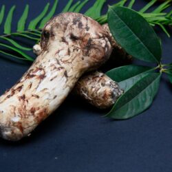 China Tibet Matsutake Mushroom China Tibet Matsutake Mushroom