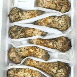 China Tibet Matsutake Mushrooms China Tibet Matsutake Mushrooms