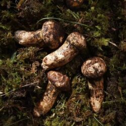 China Tibet Wild Matsutake Mushrooms China Tibet Wild Matsutake Mushrooms