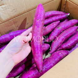 Japanese Beni Yuuka Yellow Satsumaimo (Sweet Potato)