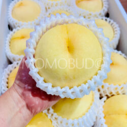 Japanese Okayama Megumihaku White Peach