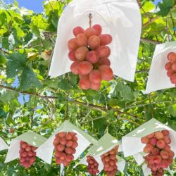 Japanese Yamanashi Sunshine Red Seedless Grapes farm Japanese Yamanashi Sunshine Red Seedless Grapes farm