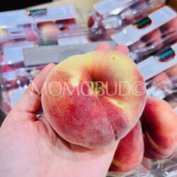 Spain Star Donut White Peach Spain Star Donut White Peach