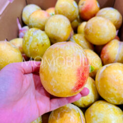 USA Jumbo October Sun Plum