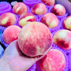 China Honey White Peach China Honey White Peach