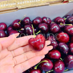Australian Cherry Bird Santina Red Cherry