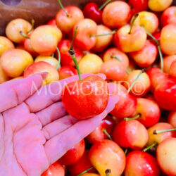 Chilean Santa Cruz O’Higgins Rainier Cherry