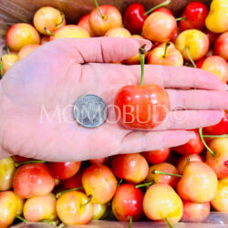 Chilean Santa Cruz O’Higgins Rainier Cherry size comparison